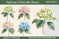 Hydrangea Watercolor Clipart PNG Product Image 1