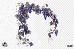 Summer Grapes Vine Clipart Product Image 1