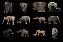 60 ELEPHANTS TRANSPARENT PNG FILES ANIMAL PHOTOSHOP OVERLAYS Product Image 3