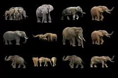 60 ELEPHANTS TRANSPARENT PNG FILES ANIMAL PHOTOSHOP OVERLAYS Product Image 2