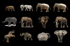 60 ELEPHANTS TRANSPARENT PNG FILES ANIMAL PHOTOSHOP OVERLAYS Product Image 7