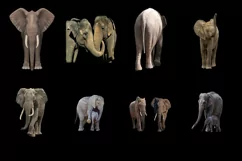 60 ELEPHANTS TRANSPARENT PNG FILES ANIMAL PHOTOSHOP OVERLAYS Product Image 5