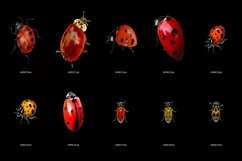 60 LADYBUG TRANSPARENT PNG FILES, ANIMAL PHOTOSHOP OVERLAYS Product Image 7