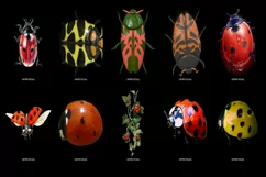 60 LADYBUG TRANSPARENT PNG FILES, ANIMAL PHOTOSHOP OVERLAYS Product Image 6
