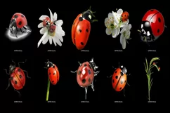 60 LADYBUG TRANSPARENT PNG FILES, ANIMAL PHOTOSHOP OVERLAYS Product Image 5