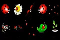 60 LADYBUG TRANSPARENT PNG FILES, ANIMAL PHOTOSHOP OVERLAYS Product Image 4