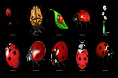 60 LADYBUG TRANSPARENT PNG FILES, ANIMAL PHOTOSHOP OVERLAYS Product Image 3