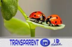 60 LADYBUG TRANSPARENT PNG FILES, ANIMAL PHOTOSHOP OVERLAYS Product Image 1