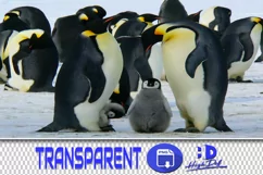60 PENGUINS TRANSPARENT PNG FILES, ANIMAL PHOTOSHOP OVERLAYS Product Image 1