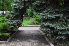 Christmas trees outdoors in the garden Product Image 1