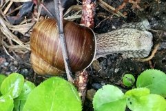 Big garden snail in shell crawling on wet road hurry home Product Image 2