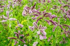 Meadow medicinal aromatic plant water mint. Product Image 1