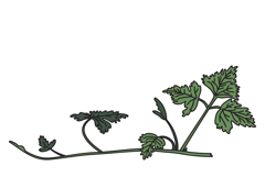 Botanical grapevine isolated on white background. Hand drawn Product Image 1