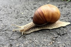 Big garden snail in shell crawling on wet road hurry home Product Image 3