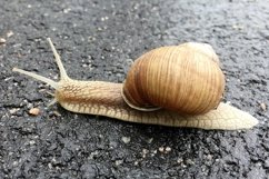 Big garden snail in shell crawling on wet road hurry home Product Image 19