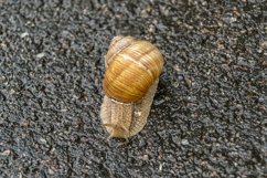 Big garden snail in shell crawling on wet road hurry home Product Image 25
