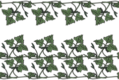 Botanical floral horizontal border with grapevine isolated Product Image 1