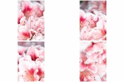 40 Pink Flower Blossom Photographs Close Up Product Image 2