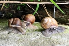 Big garden snail in shell crawling on wet road hurry home Product Image 3