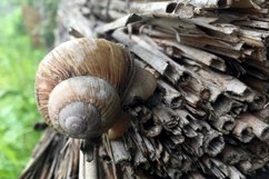 Big garden snail in shell crawling on wet road hurry home Product Image 8