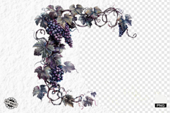 Summer Grapes Vine Clipart Product Image 1