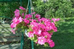 SET different blooming flowers with leaves in natural nature Product Image 10