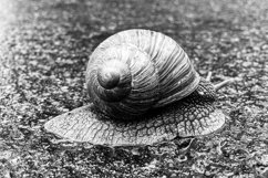 Big garden snail in shell crawling on wet road hurry home Product Image 21