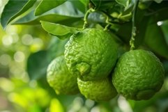 Aromatic Bergamot green fruit with leaves. Generate Ai Product Image 1