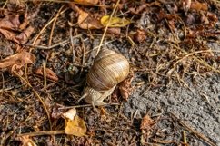 Big garden snail in shell crawling on wet road hurry home Product Image 4