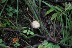mushroom in the forest closeup Product Image 1