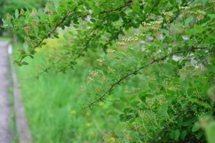 Christmas trees outdoors in the garden Product Image 1