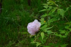blooming flowers in the garden Product Image 1