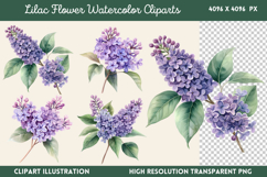 Lilac Flower Watercolor Cliparts PNG Product Image 1