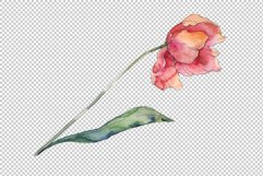 Bouquet of prometheus tulip Watercolor png Product Image 4