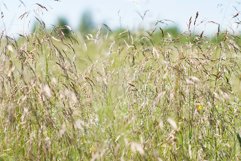 Natural green colorful rural meadow Product Image 1