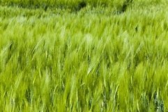 Green barley . close up Product Image 1
