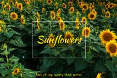 Sunflower Product Image 1