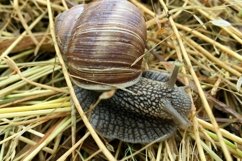 Big garden snail in shell crawling on wet road hurry home Product Image 10