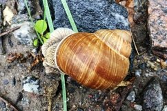 Big garden snail in shell crawling on wet road hurry home Product Image 21