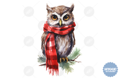 Christmas Owl Sublimation PNG Winter Cute Owls Product Image 1