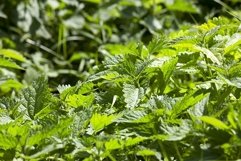 green young nettle Product Image 1