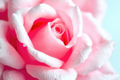 Pink Rose Background Product Image 1