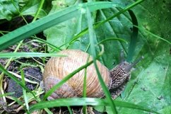 Big garden snail in shell crawling on wet road hurry home Product Image 11