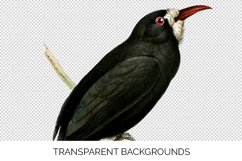 Bird Clipart Vintage Product Image 5