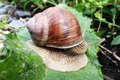 Big garden snail in shell crawling on wet road hurry home Product Image 24