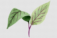 Orange-red Fuchsia watercolor png Product Image 10
