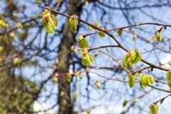 the first young leaves on trees Product Image 1