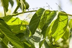 Walnut leaf in spring Product Image 1