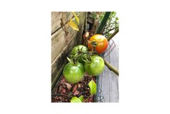 Ripe and Unripe Tomato Fruit and Plant Product Image 1