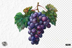 Summer Grapes Vine Clipart Product Image 1